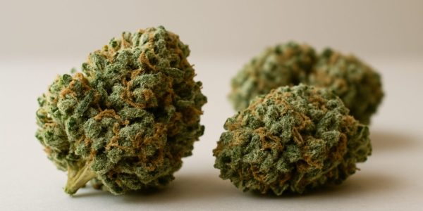 Close-up of several cannabis buds on a neutral background